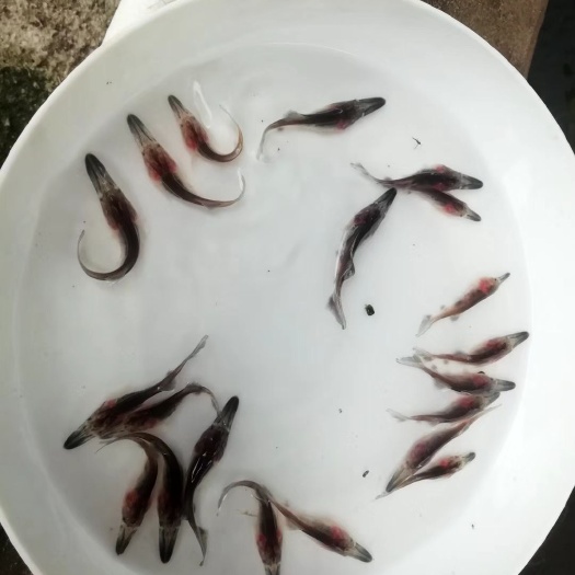 广州 优质鸭嘴鱼苗