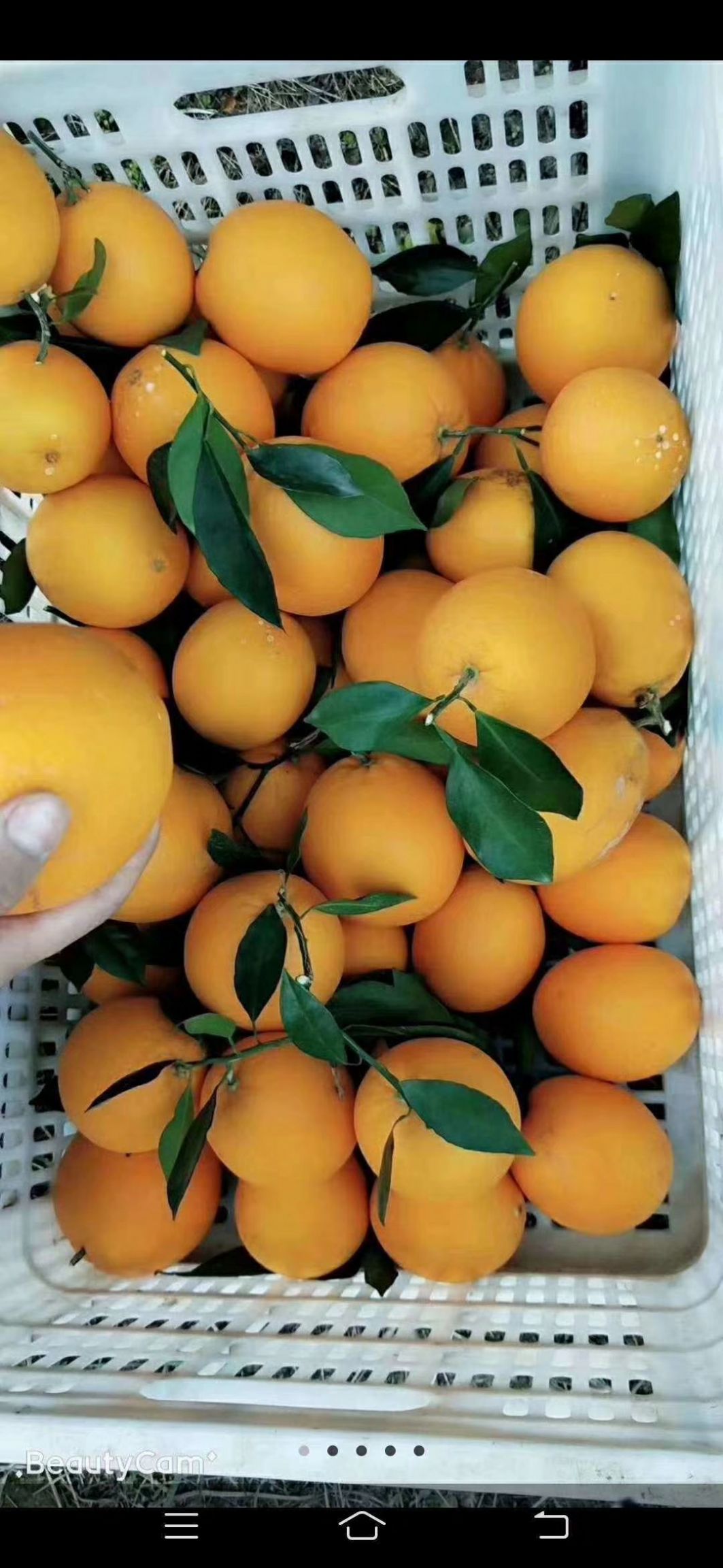 正宗赣南脐橙原产地供应规格60到100精品果