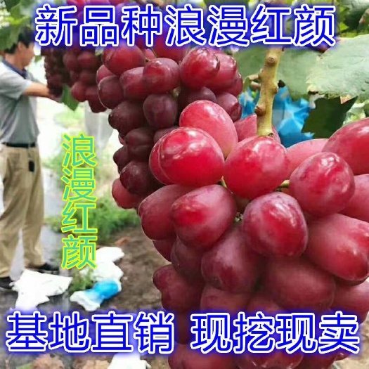  浪漫红颜葡萄苗 嫁接葡萄苗 根系发达 成活率高