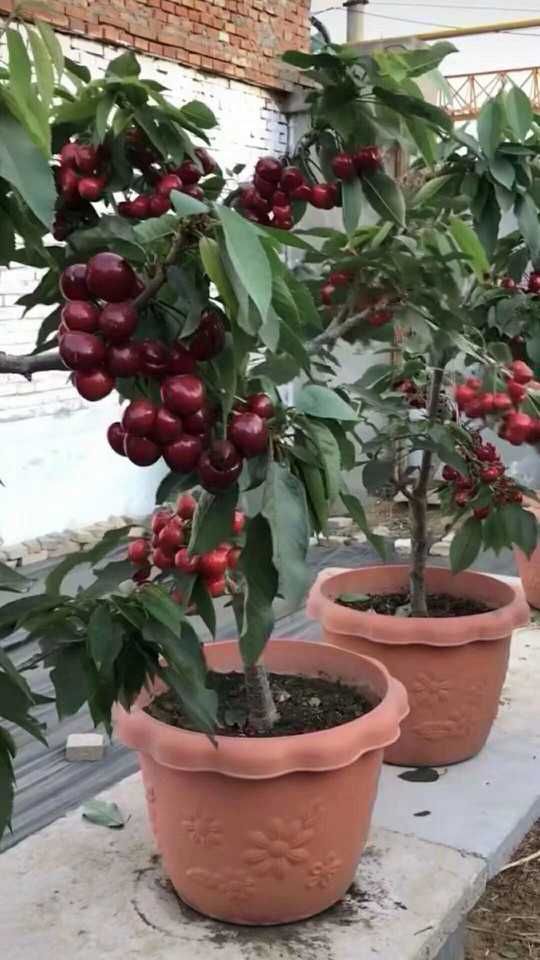  1-10公分矮化樱桃苗