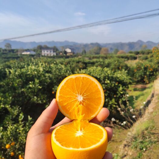 石门县冰糖橙大量上市