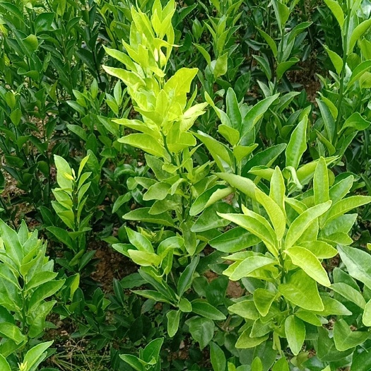 融水县南丰蜜桔苗 0.5~1米