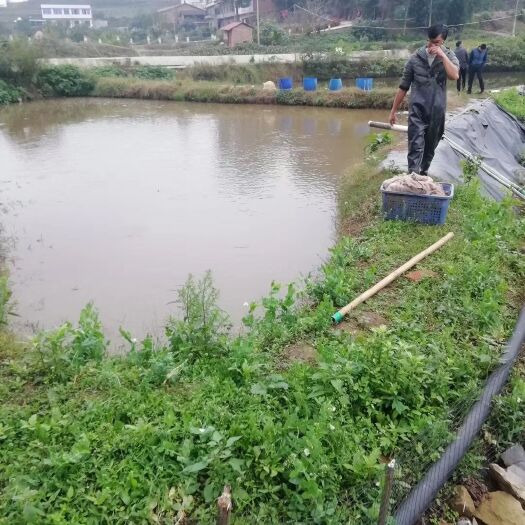 富顺县 鱼苗规格整齐，无病毒，皮毛好