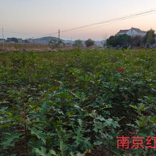 南京 娜塔栎小苗供应