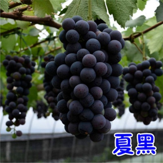 平邑县 夏黑葡萄苗 葡萄界的老前辈 果实酸甜可口