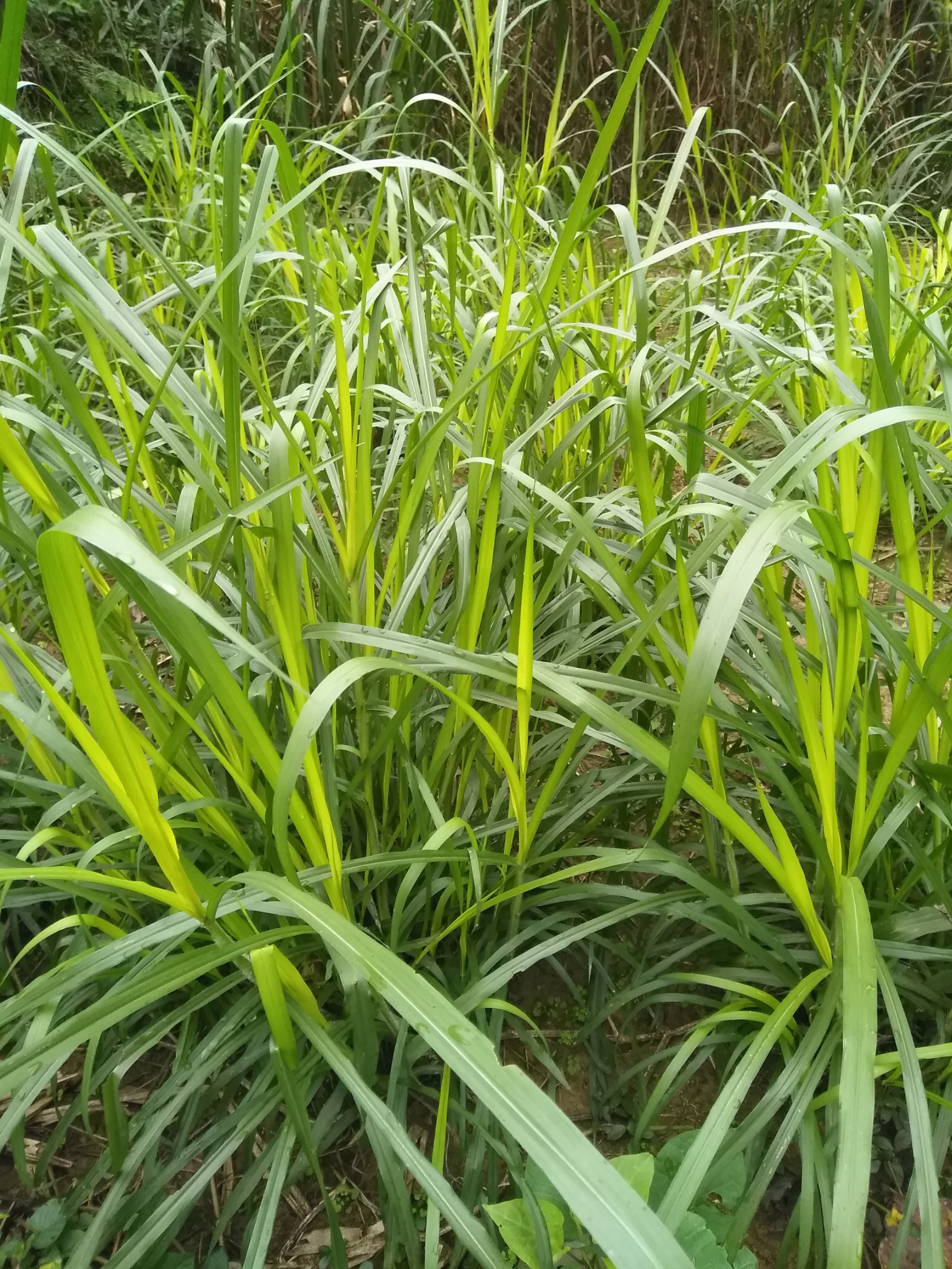 [甜象草种子]场地直供,量大从优,品质保证,欢迎咨询购买.