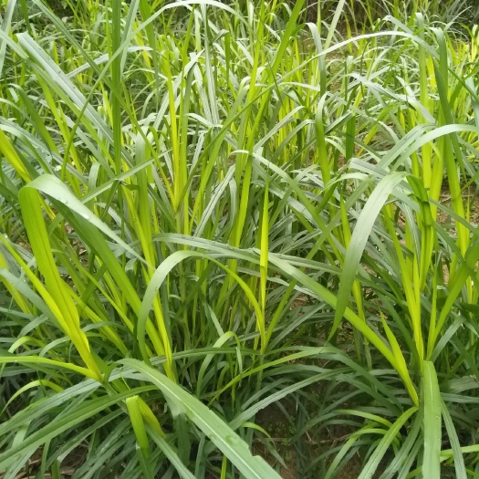 重庆市甜象草种子 牧草甜象草高产牧草种节