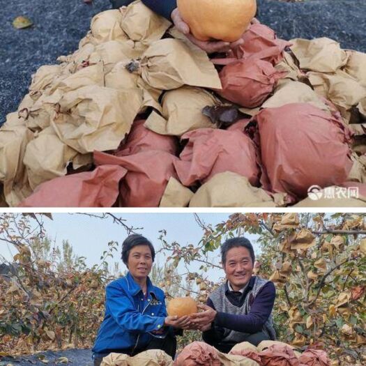 临朐县 富硒金梨