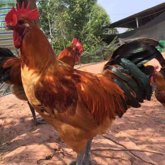 广州青脚麻鸡苗  新广快大青脚麻公苗