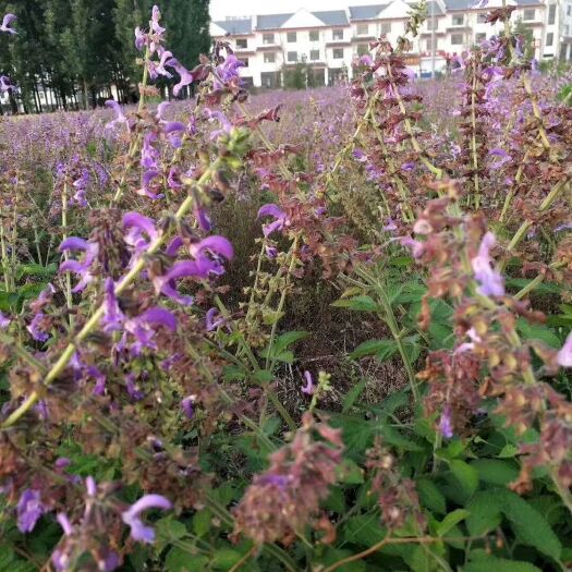 菏泽 紫花丹参苗
