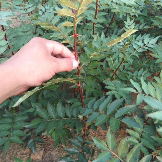 泰安 农户种植花椒苗 保证品种 价格低规格全 大红袍花椒苗