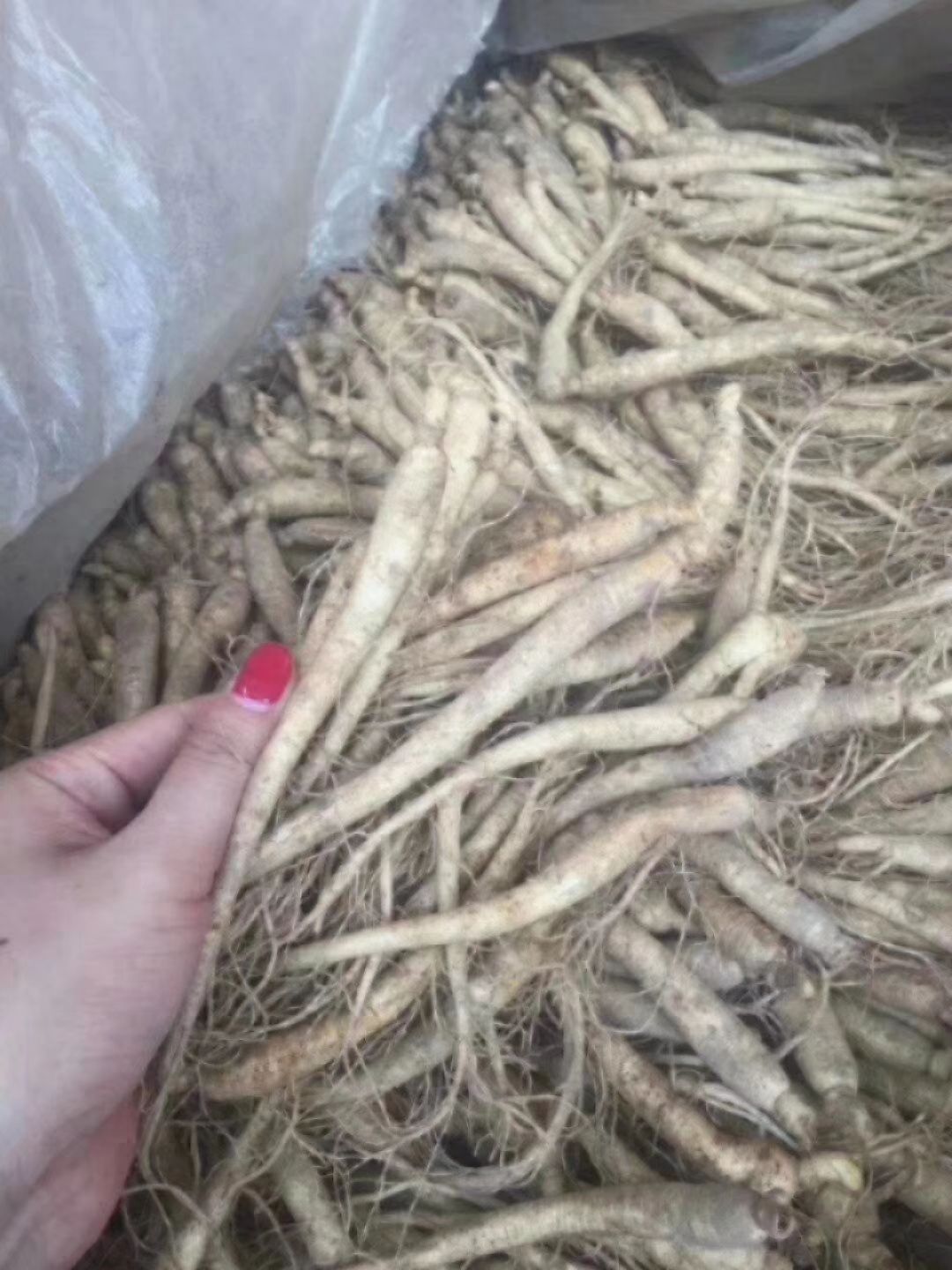  鲜人参