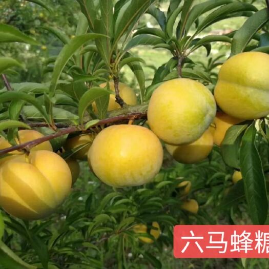 镇宁县蜂糖李树苗 贵州六马蜂糖原产地蜂糖李、香脆可口、百吃不厌、号称蜂糖李王