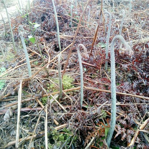 晴隆县 天然无污染绿色健康蕨菜纯野生蕨菜