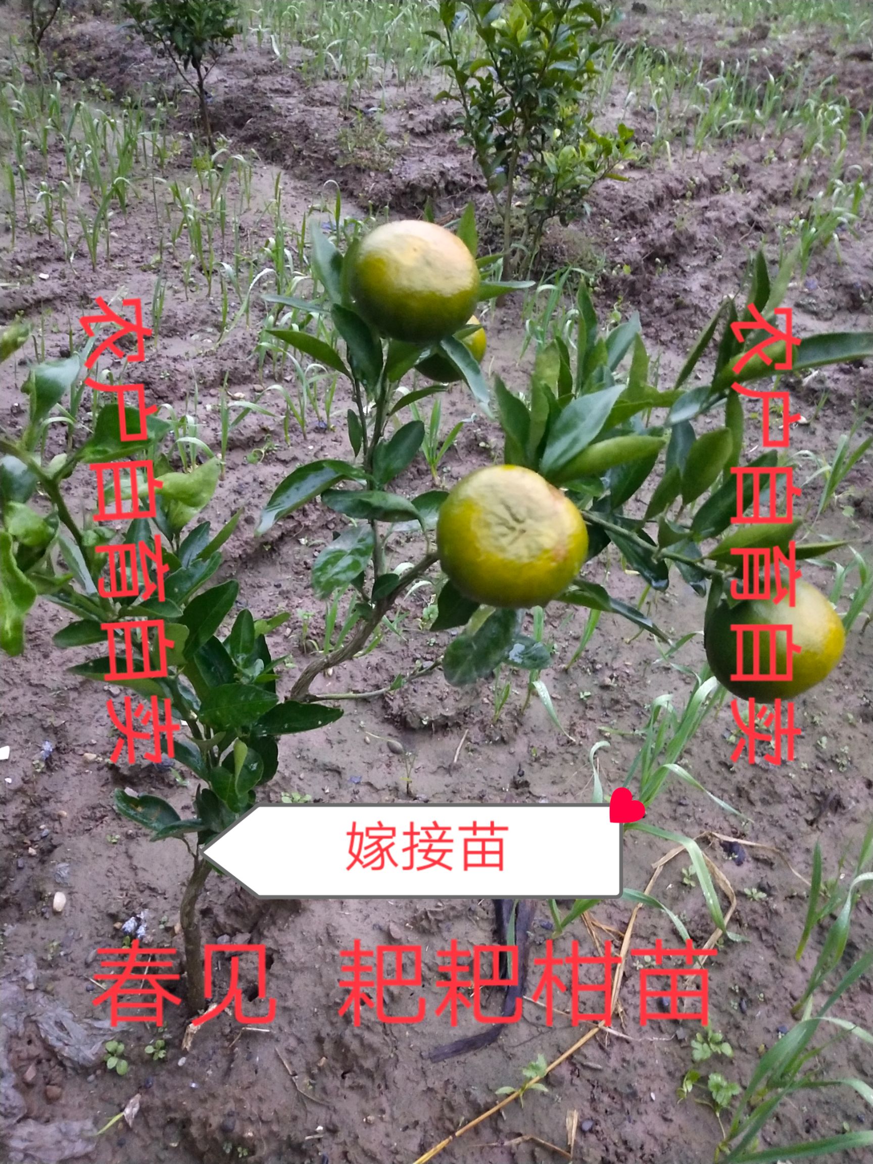 柑桔苗  春见耙耙柑苗