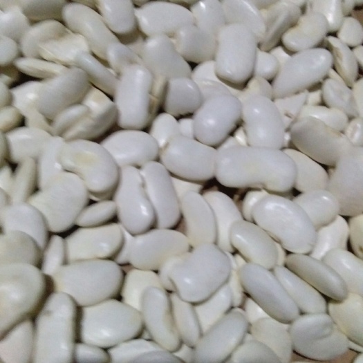 洱源县白芸豆 需要的老板联系