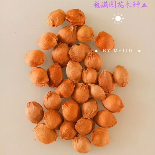 菏泽 野生山杏核种子杏树种子山杏核
