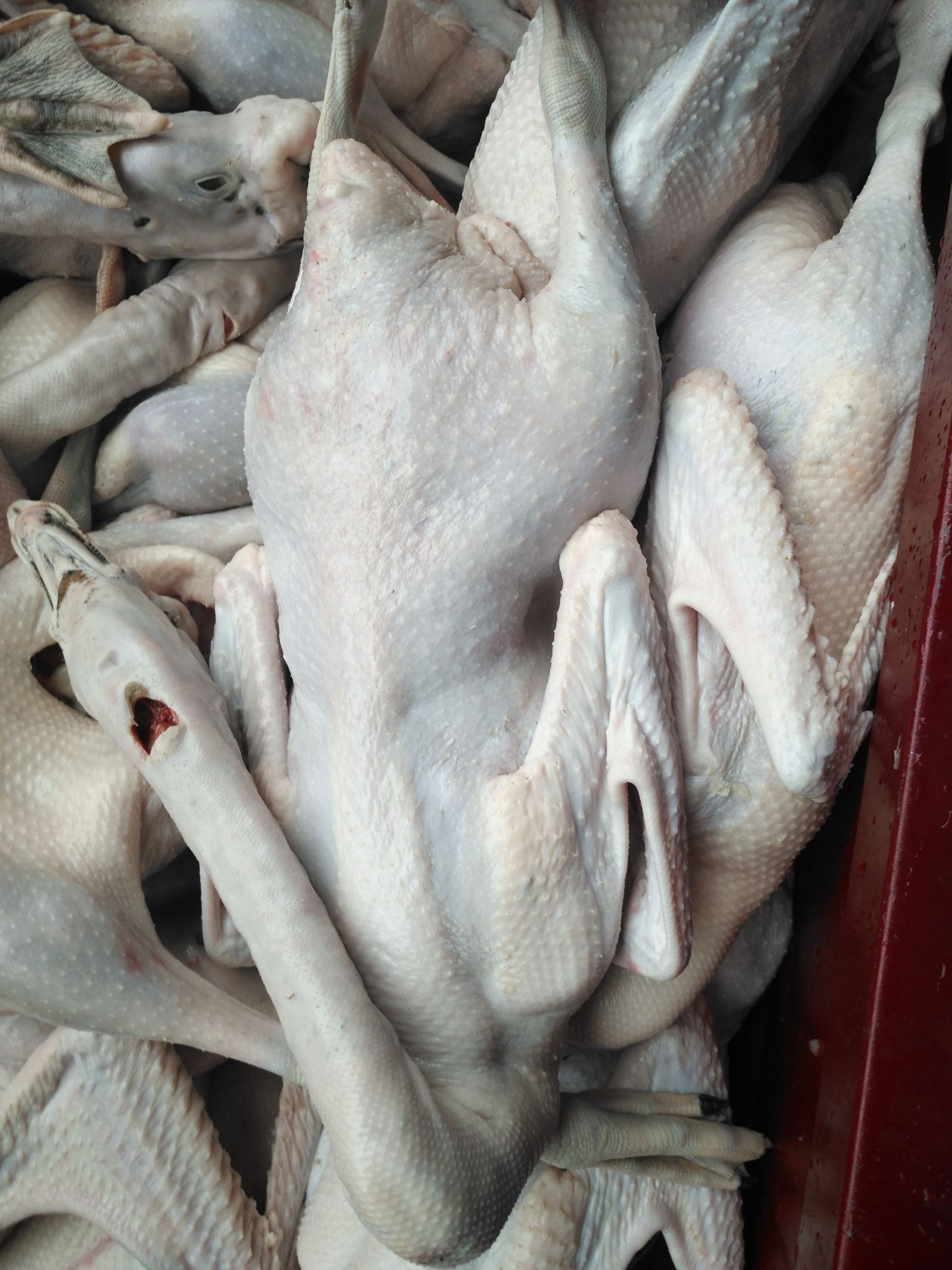 黑棕鹅哪里有卖 - 黑棕鹅货源 -黑棕鹅图片\/价格