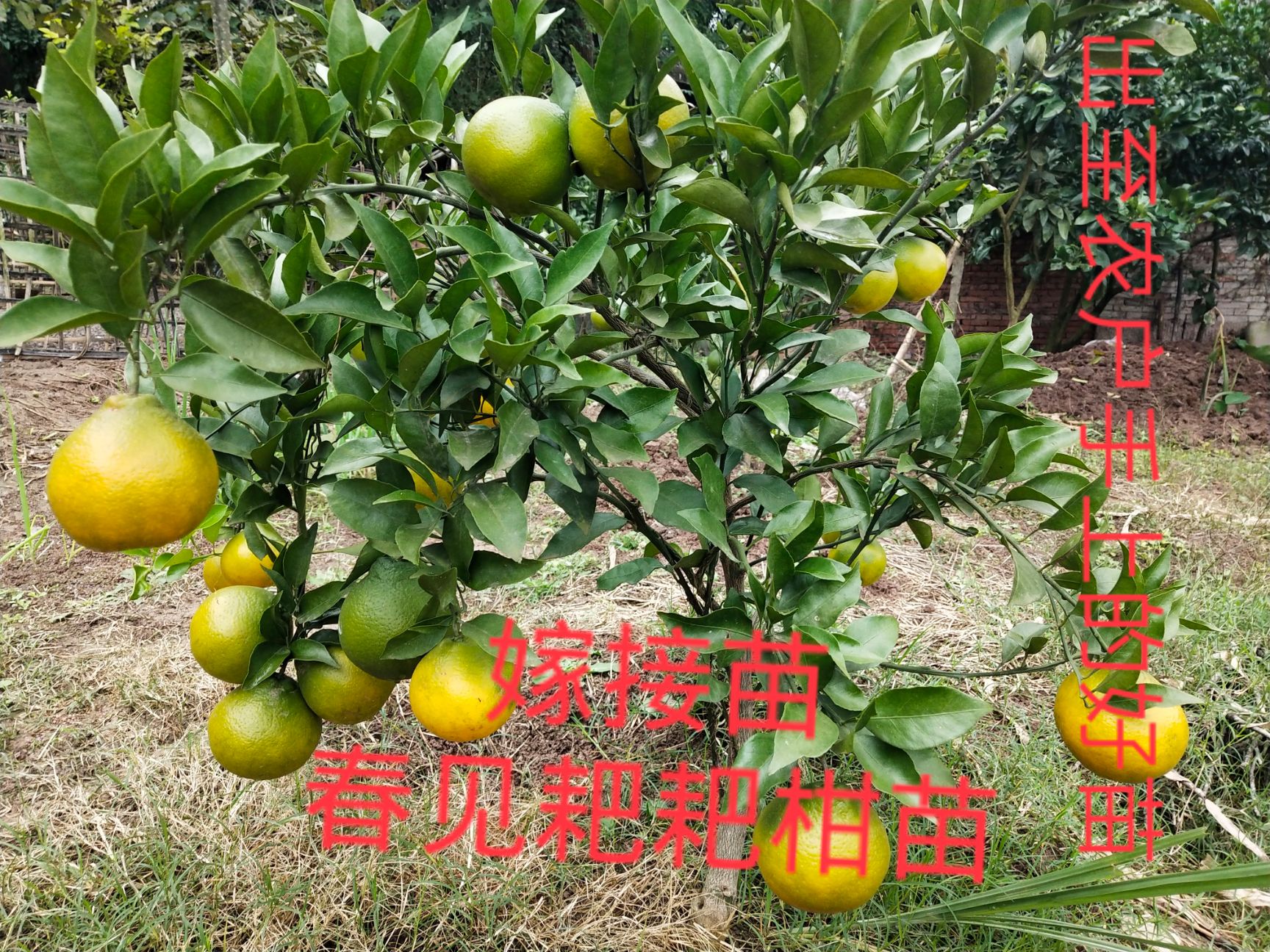 柑桔苗  春见耙耙柑苗