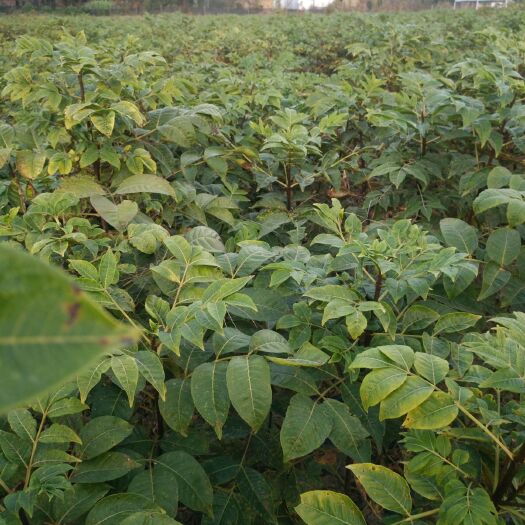 龙南市吴茱萸苗  供应江西中花吴茱萸扦插苗（大苗），品种纯正，苗大枝粗。
