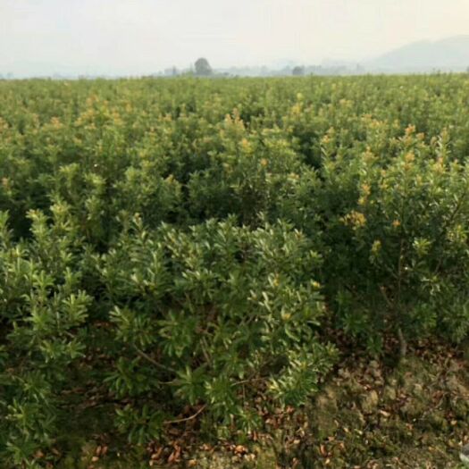 靖州县杨梅芽苗 各规格嫁接杨梅大量供应