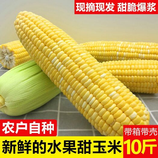 昆明云南水果玉米新鲜玉米棒现货包邮3斤5斤9斤大量供应