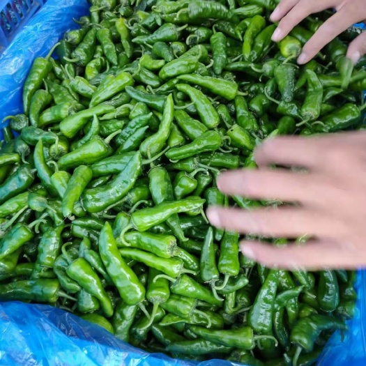 惠东县余干辣椒 余干椒