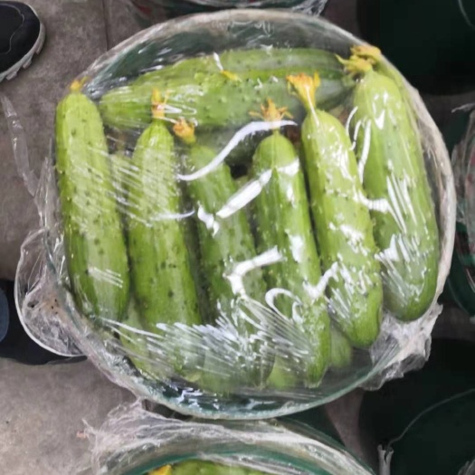 凌源市 精品黄瓜超市