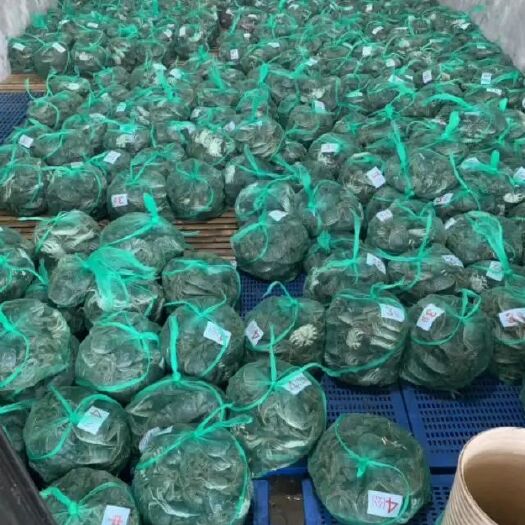 深圳仙桃大闸蟹 母蟹 2.0两以下