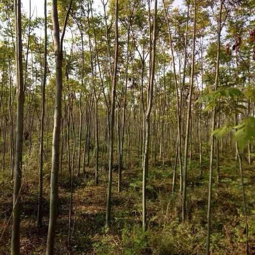  大量栾树处理3-6公分