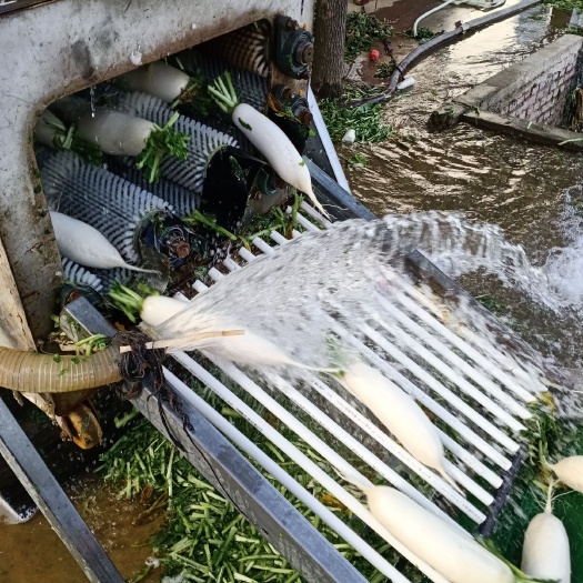 广水市白萝卜