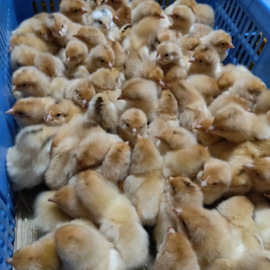 广州 土三黄鸡苗