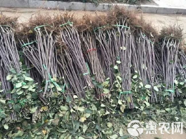 维纳斯黄金苹果苗  苹果苗 新品种 维纳斯苹果苗 优质嫁接苗当年挂果南北方可种植