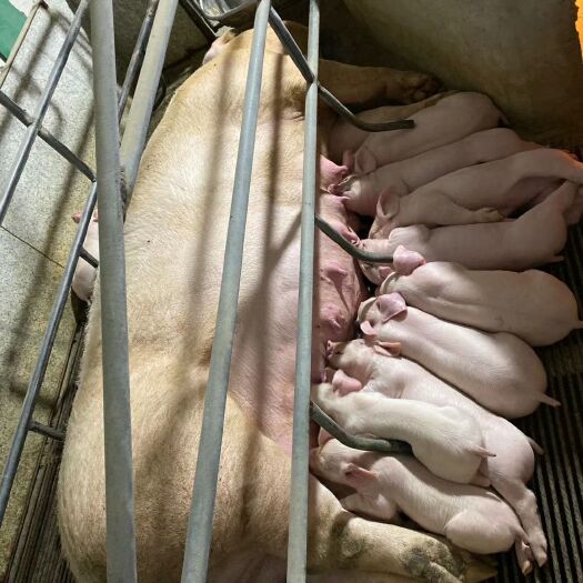 淮安杂交猪  出售新美系二元母猪 产崽率高 瘦肉率高 生长速度快 太湖猪