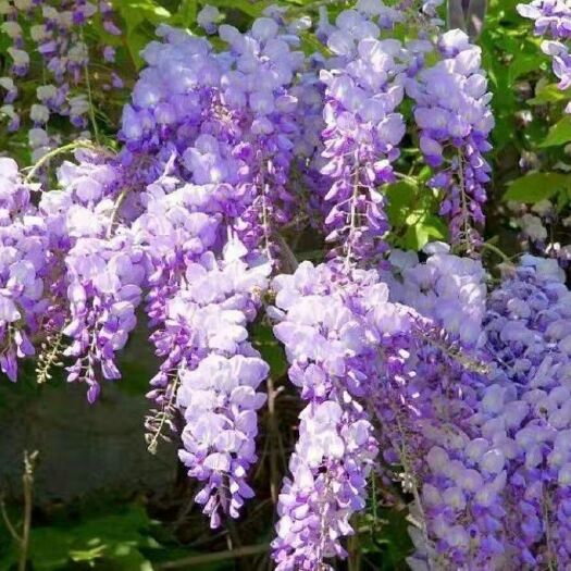 多花紫藤 爬藤高，花枝爆满，适合庭院栽种，绿化树苗，基地直销