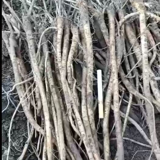 庄河市白皮芪