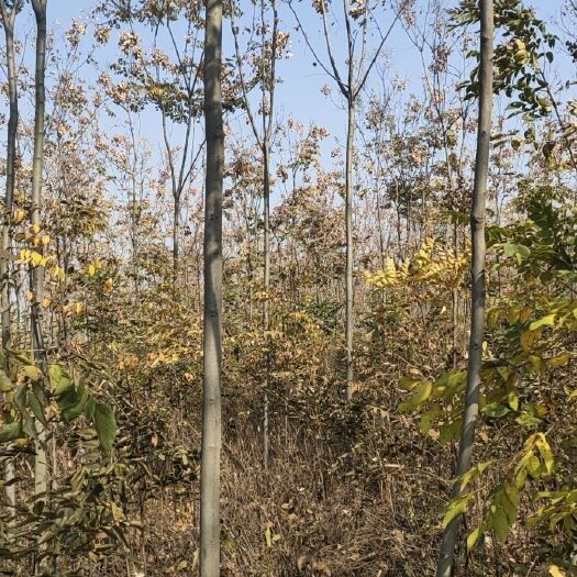 蒙城县 大量栾树出售
