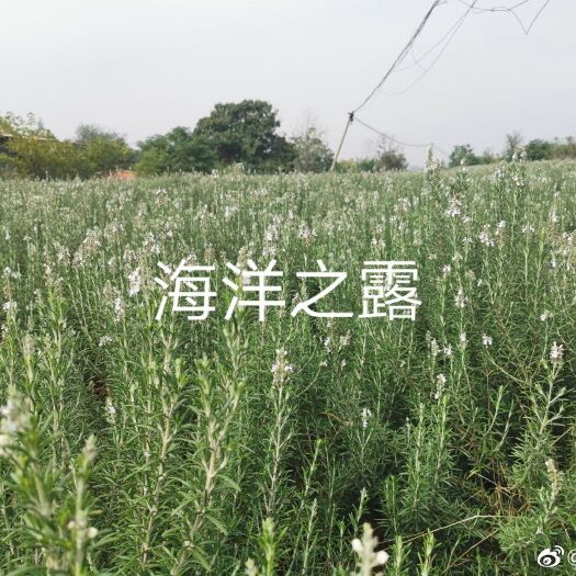 禹州市迷迭香 量大质优、信誉至上。