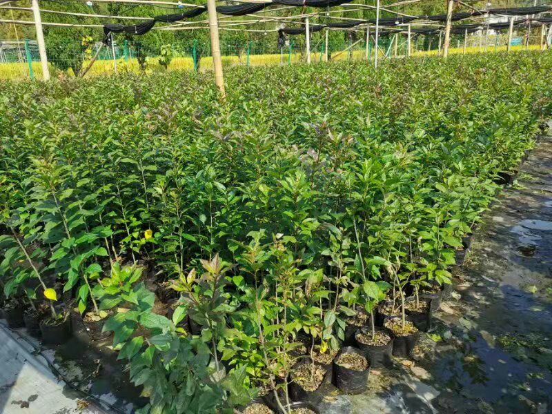  1米高，3年北美冬青苗