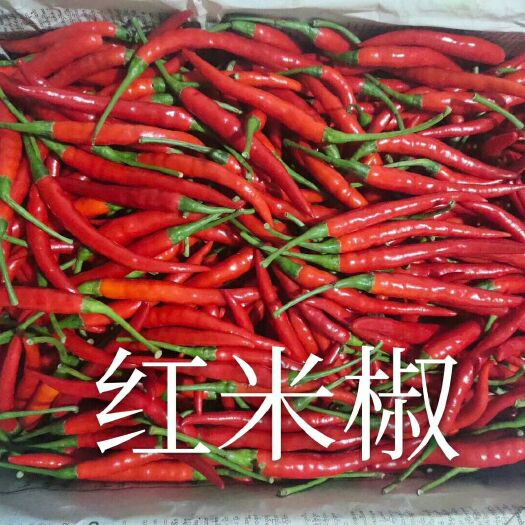 乐东县海南精品小米椒 朝天椒 开始上市啦，品质保证全国发货服务三包