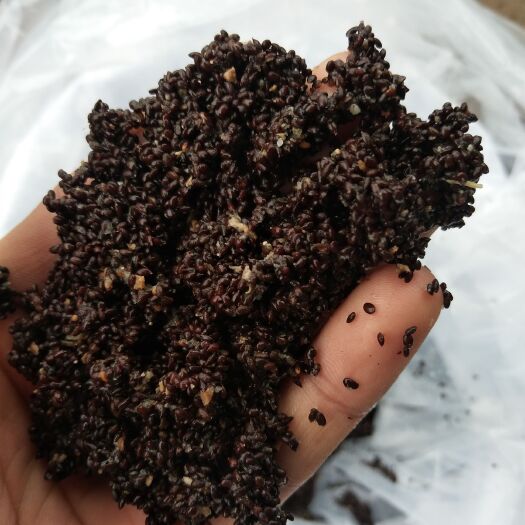南江县 手洗猕猴桃种子出芽高，提供技术。售后指导。
大山种子。