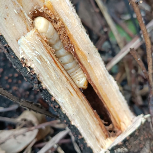 江口县 斗米虫鸟雀不踏刺虫阎王刺虫倒督黄寮狼无叶狼虫云实蛀虫子