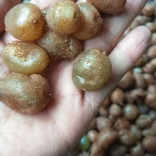 剑河县 石黄皮直供