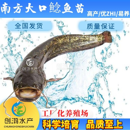 广州【苗场直供】优质鲶鱼苗 杂交大口鲶苗 南方大口鲶鱼苗