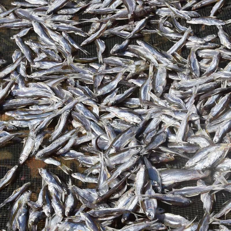 刁子鱼干  咸鱼干淡水鱼干农家自晒餐条刁子鱼人工开肚小鱼干