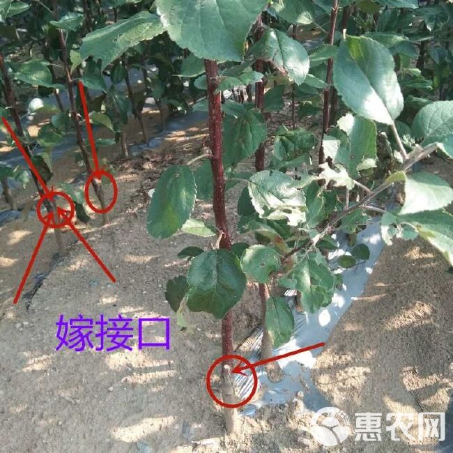 维纳斯黄金苹果苗  苹果苗 新品种 维纳斯苹果苗 优质嫁接苗当年挂果南北方可种植