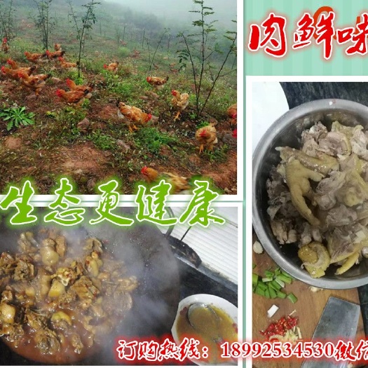  花椒园散养美味无公害生态土鸡