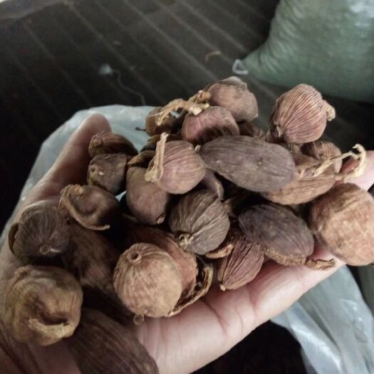福贡县草果 云南省 怒江洲  福贡县 原厂地直销，