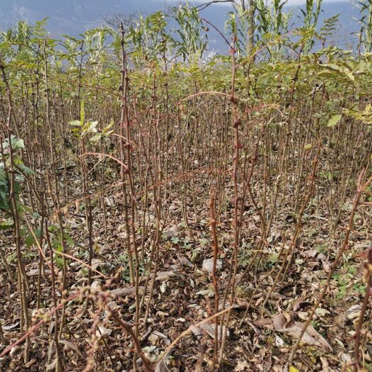 文县 正宗甘肃省陇南文县大红袍花椒苗，假一陪十。诚信合作