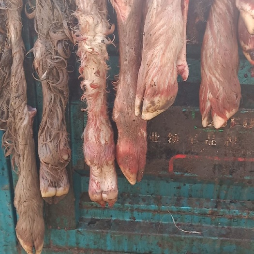 无极县羊蹄